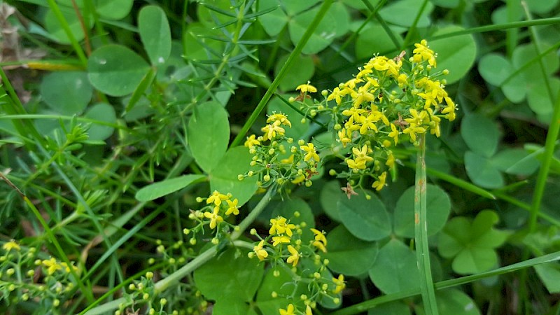 Galium verum - © Barry Stewart