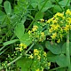 Galium verum