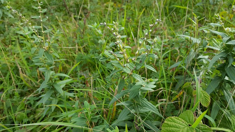 Lithospermum officinale - © Barry Stewart