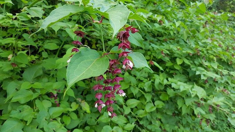 Leycesteria formosa - © Barry Stewart