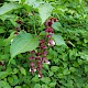 Leycesteria formosa