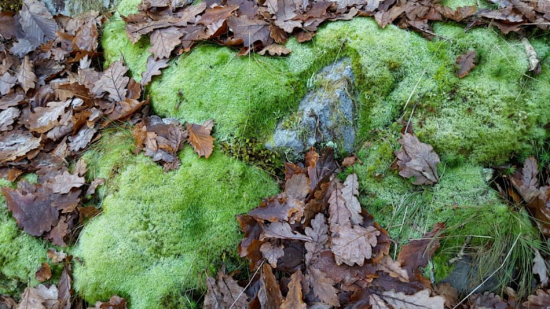 Leucobryum juniperoideum - © Barry Stewart