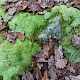 Leucobryum juniperoideum