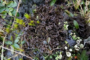 Scytinium (Leptogium) palmatum Antlered Jellyskin