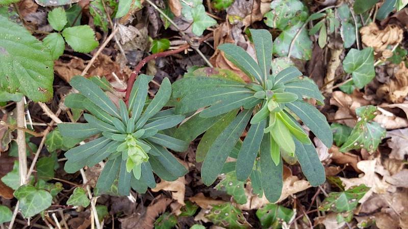 Euphorbia amygdaloides - © Barry Stewart