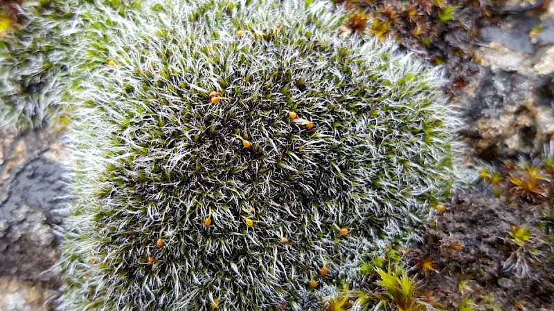 Grimmia orbicularis - © Barry Stewart