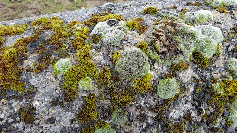 Grimmia orbicularis - © Barry Stewart