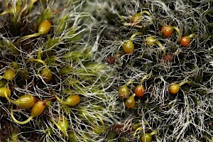 Grimmia orbicularis Round-fruited Grimmia