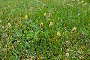 Carex caryophyllea Spring-sedge