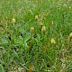 Carex caryophyllea