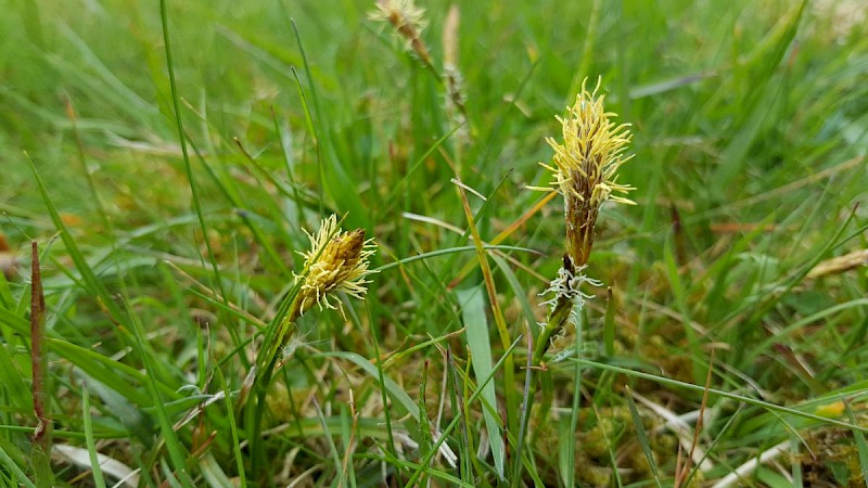 Carex caryophyllea - © Barry Stewart