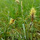 Carex caryophyllea