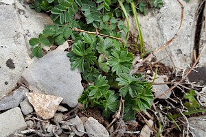 Potentilla tabernaemontani Spring Cinquefoil