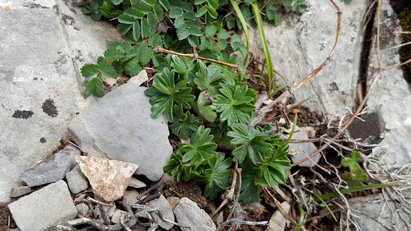 Potentilla tabernaemontani - © Barry Stewart