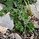 Potentilla tabernaemontani