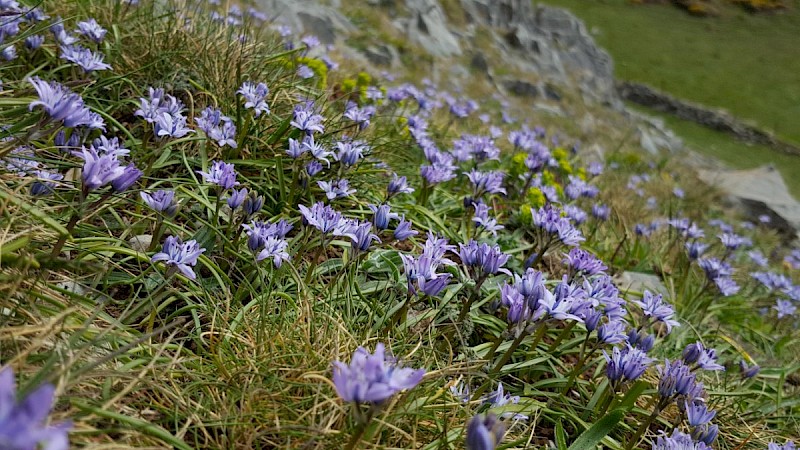 Scilla verna - © Barry Stewart