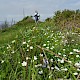 Stellaria holostea