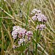 Valeriana dioica