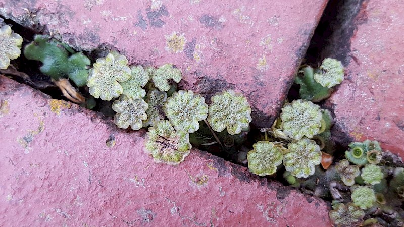 Marchantia polymorpha subsp. ruderalis - © Barry Stewart