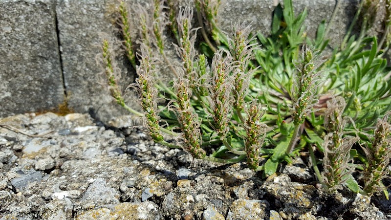 Plantago coronopus - © Barry Stewart