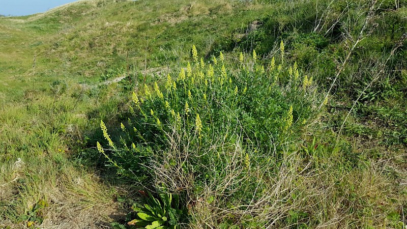 Reseda lutea - © Barry Stewart