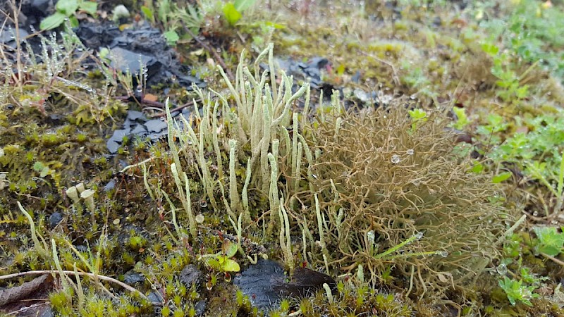 Cladonia glauca - © Barry Stewart