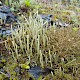 Cladonia glauca