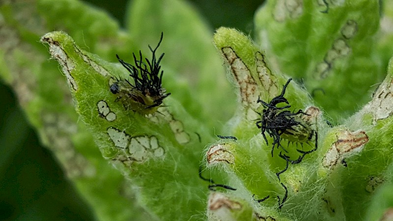 Pulicaria dysenterica - © Barry Stewart