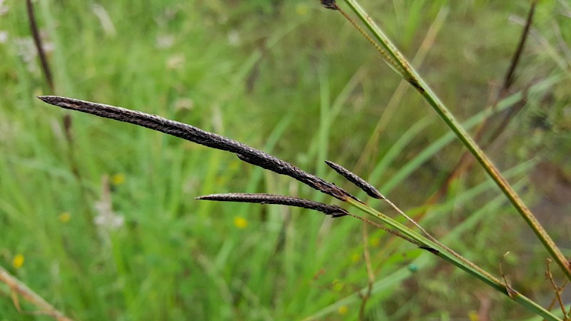 Carex elata - © Barry Stewart