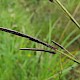 Carex elata