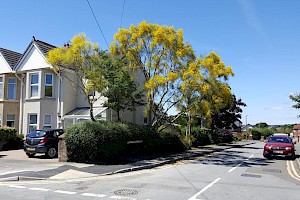 Spartium junceum Spanish Broom