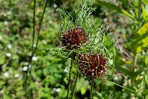 Allium vineale Wild Onion