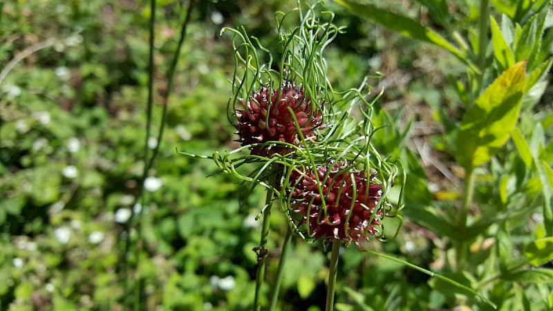 Allium vineale - © Barry Stewart