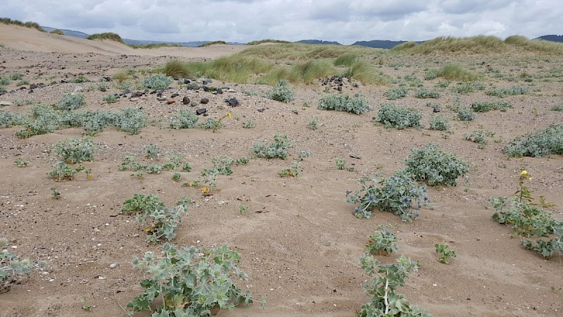 Eryngium maritimum - © Barry Stewart