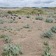 Eryngium maritimum