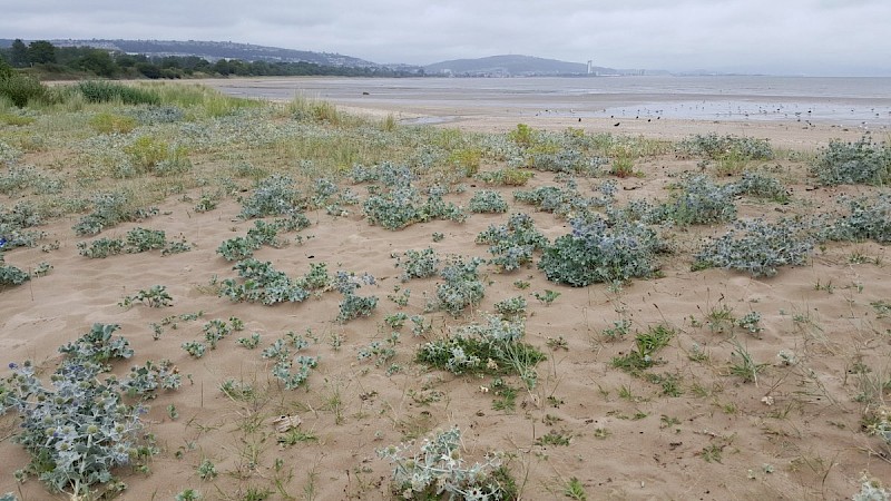 Eryngium maritimum - © Barry Stewart