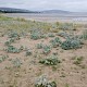 Eryngium maritimum