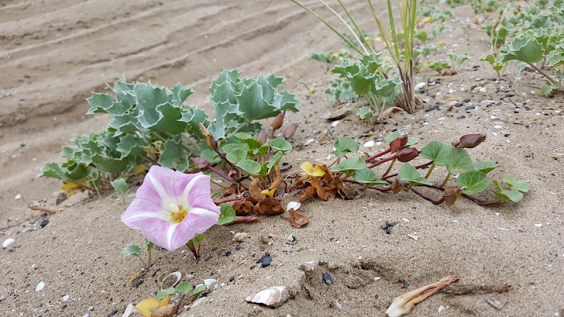 Calystegia soldanella - © Barry Stewart