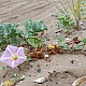 Calystegia soldanella