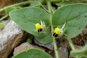 Kickxia spuria Round-leaved Fluellen