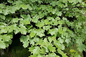 Sorbus torminalis Wild Service-tree