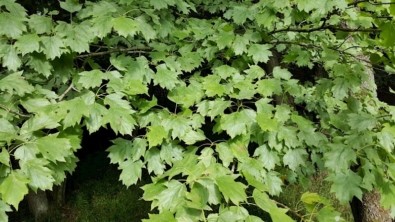 Sorbus torminalis - © Barry Stewart