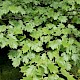 Sorbus torminalis