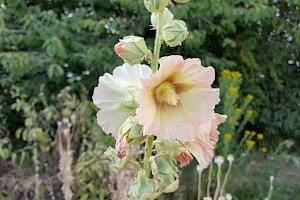 Alcea rosea Hollyhock