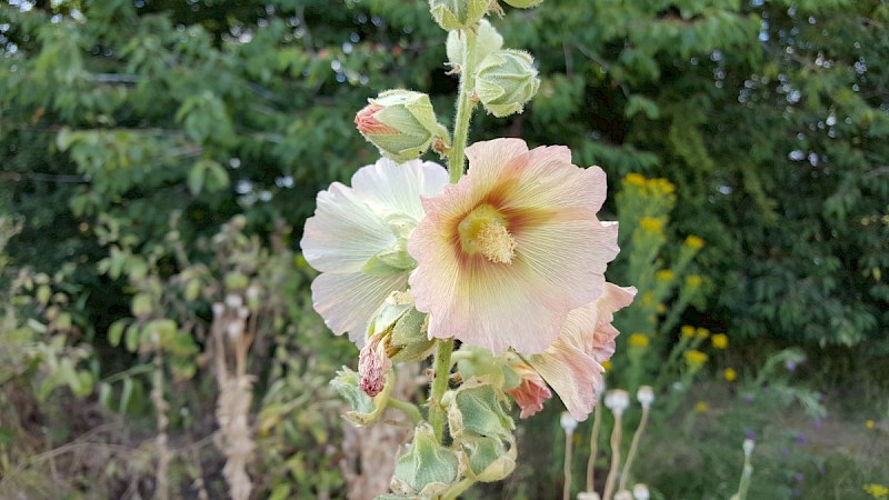 Alcea rosea - © Barry Stewart