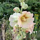 Alcea rosea