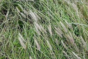 Hordeum secalinum Meadow Barley