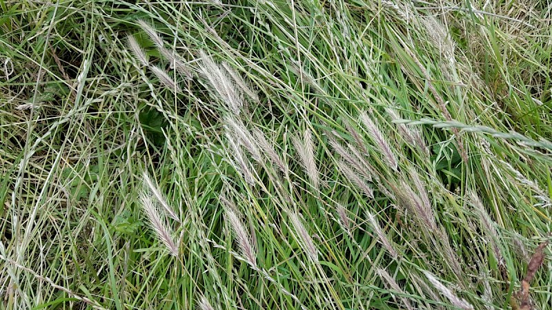 Hordeum secalinum - © Barry Stewart