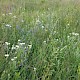 Achillea ptarmica