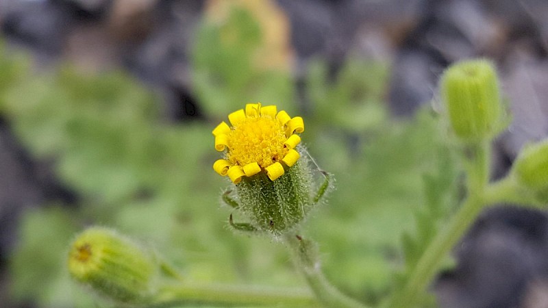 Senecio viscosus - © Barry Stewart